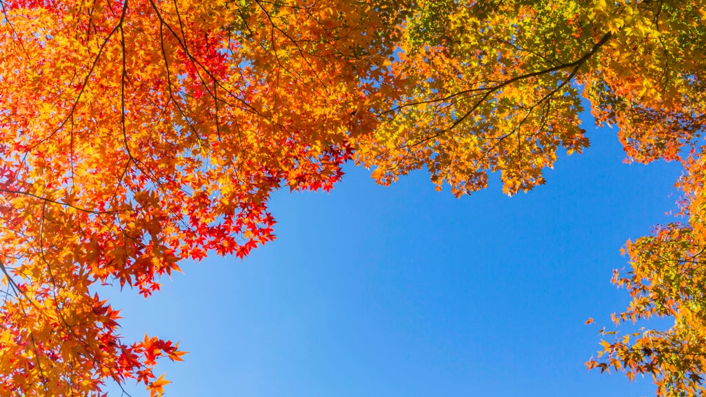 Sunny Friday in Twin Cities with mostly dry Halloween weekend — Duluth Sports news