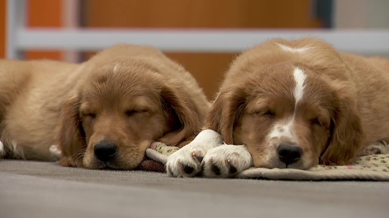 36 dogs rescued from unlicensed breeder in Cass County — Duluth Community news